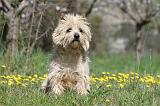 CAIRN TERRIER 246
